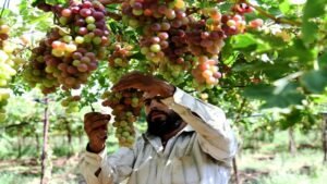 زيادة الصادرات الزراعية السورية إلى روسيا والعراق والخليج
