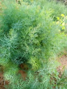 Fb Img 1730553688810