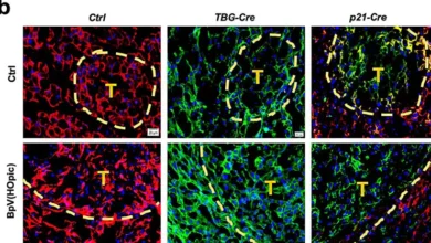 قنبلة موقوتة" لسرطان الكبد: آلية الدفاع الذاتي لخلايا الكبد ضد السرطان قد تأتي بنتائج عكسية