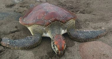 السلاحف البحرية