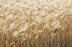 اكتشاف أنواع من البكتيريا يمكنها زيادة غلة المحاصل الزراعية وتثبيت نتروجين التربة