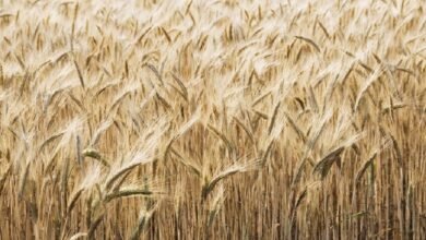 اكتشاف أنواع من البكتيريا يمكنها زيادة غلة المحاصل الزراعية وتثبيت نتروجين التربة