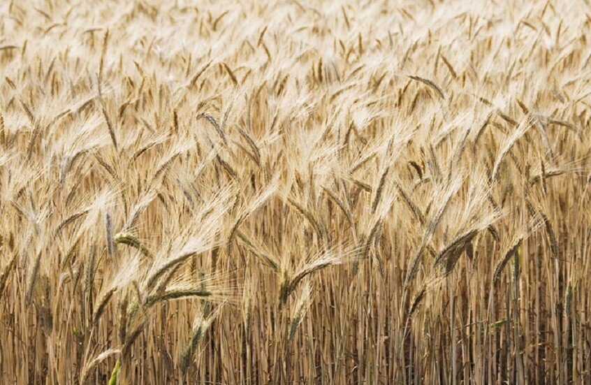 اكتشاف أنواع من البكتيريا يمكنها زيادة غلة المحاصل الزراعية وتثبيت نتروجين التربة