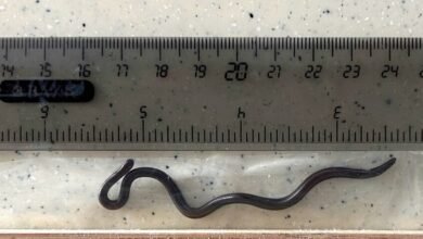 اكتشاف علمي نادر لثعبان بعد عقدين من اختفائه