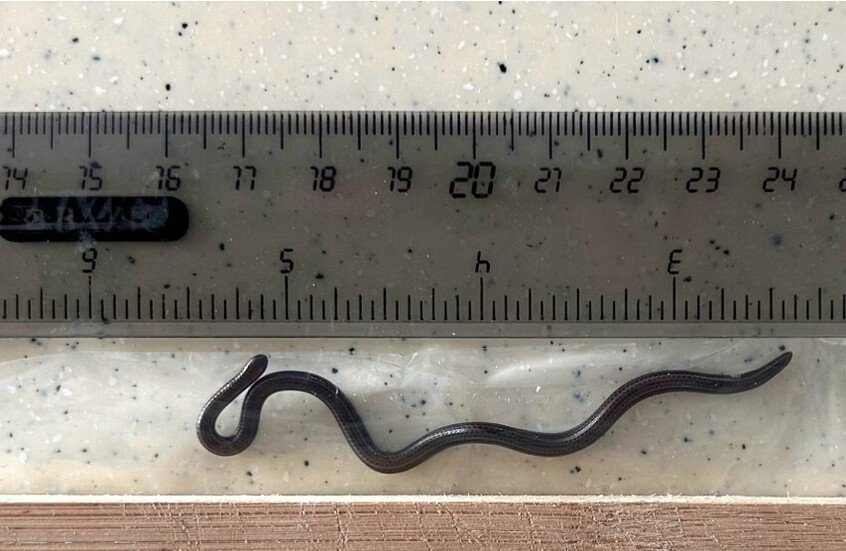 اكتشاف علمي نادر لثعبان بعد عقدين من اختفائه