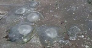 علاج لسعات قنديل البحر 