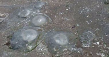 علاج لسعات قنديل البحر