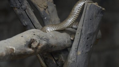 الأفاعي تغزو عدة مناطق في الهند وخبراء يكشفون السبب