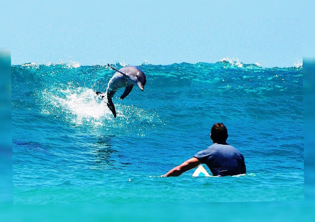 سبب إنقاذ الدلافين الغرقى