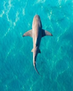 خبراء فى علوم البحار: ارتفاع درجة حرارة البحر يهدد بدفع أسماك القرش للشواطيء