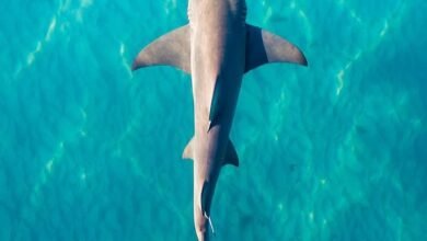 خبراء فى علوم البحار: ارتفاع درجة حرارة البحر يهدد بدفع أسماك القرش للشواطيء