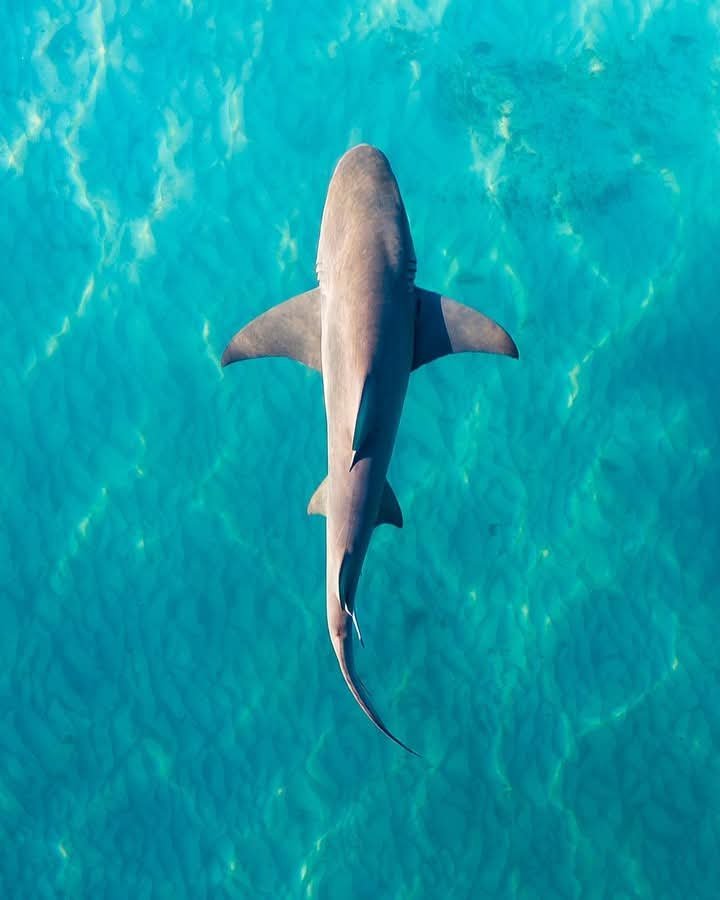 خبراء فى علوم البحار: ارتفاع درجة حرارة البحر يهدد بدفع أسماك القرش للشواطيء