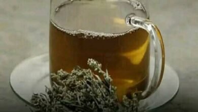 نبات الشيح وأهم فوائده