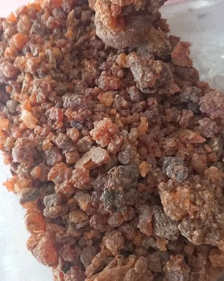 اورام الطحال ويذهب ويحلل جميع الاورام بانواعها ببركة الله.