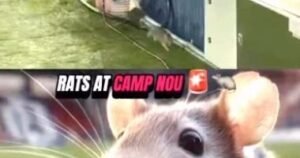 الفئران تثير الجدل بملعب مباراة برشلونة ضد كوبنهاجن اليوم